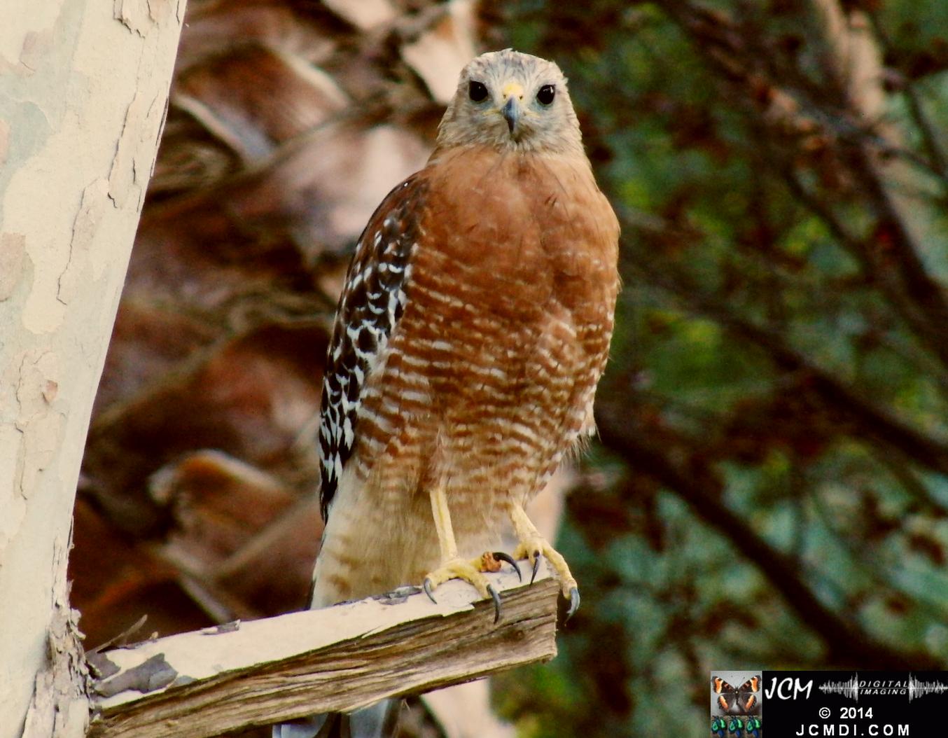 Still image of Red-Shouldered Hawk eating an Alligator Lizard � from the YouTube video